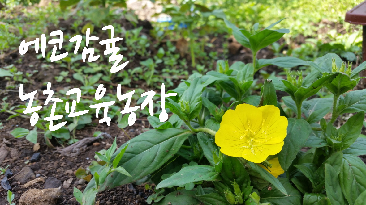 [에코감귤농촌교육농장] 서귀북초등학교 학생들과 함께...